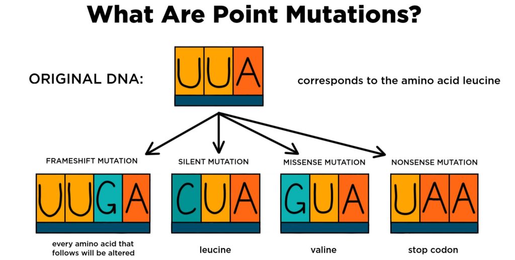 AP Biology Unit 6 Practice Guide: Gene Expression & Regulation